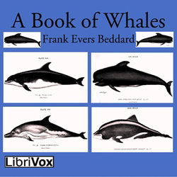 A Book of Whales - Poster