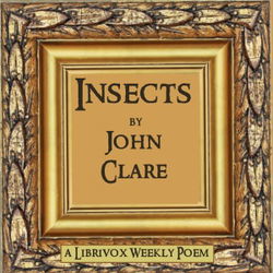 Insects - Poster