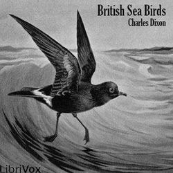 British Sea Birds - Poster